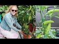 Growing banana peppers in containers  urban balcony garden