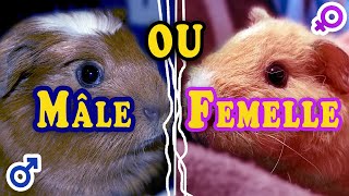 Tuto Video Reconnaitre Cochon D Inde Male Ou Femelle Tuto Video Reconnaitre Cochon D Inde Male Ou Femelle