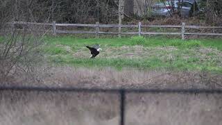 Serta Certified - Eagle gathering Grass for the Nest screenshot 3