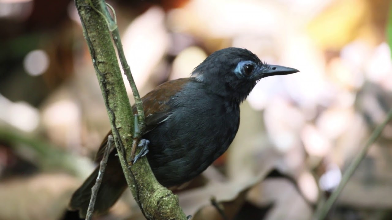 Chestnut backed Antbird (Myrmeciza exsul ) 