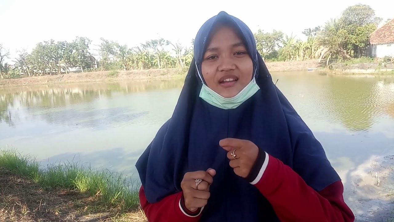 Budidaya di Tambak Alami 