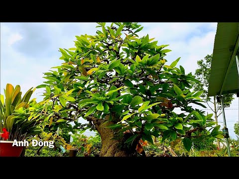 Video Cây mai tưới urê sau Tết tiếp theo dùng phân thuốc gì - youtube