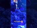 5 ESSENTIAL Items Every Saltwater Aquarium Enthusiast MUST Have! 🐠🔥