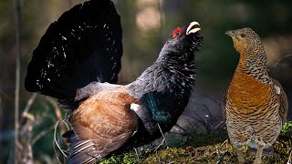 Western Capercaillie: The Largest Grouse Breeding Season Displays by Familiarity With Animals (FWA) 453 views 1 month ago 3 minutes, 57 seconds