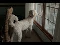 Goldendoodle barking like a guard dog