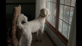 Goldendoodle barking like a guard dog