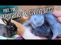 Part 2: Rabbit pregnancy & birth - nest boxes, kindling, and handling kits