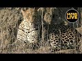 safariLIVE - Sunrise Safari - July 14, 2019