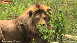 :           2020 . Life of lions in Taigan.