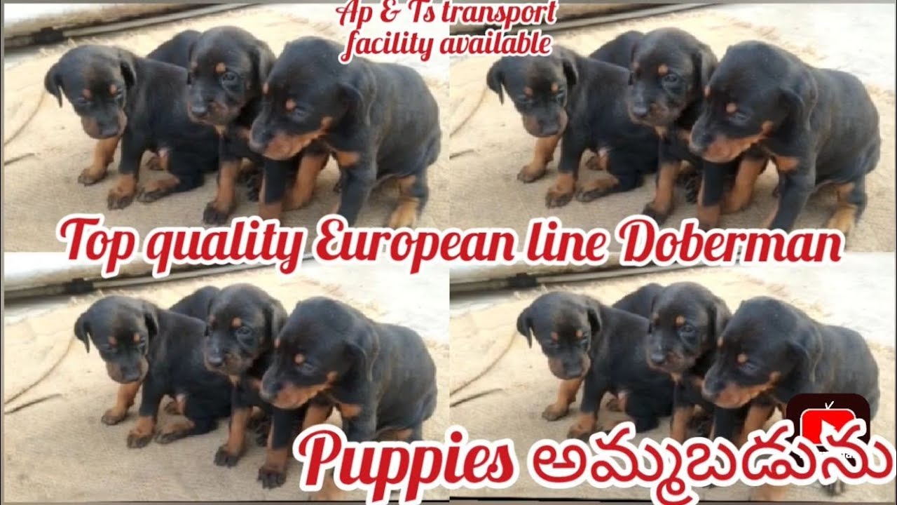 European line Doberman puppies for sale8008759369hyderabaddog market in hyderabad YouTube