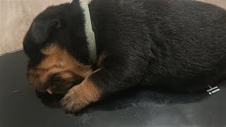 How is it possible to fall asleep this way?