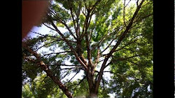 Arbor Art Tree Service.wmv