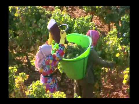 Chateau Ksara Tradition Noblesse Modernité