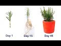 How to grow Rosemary from cuttings