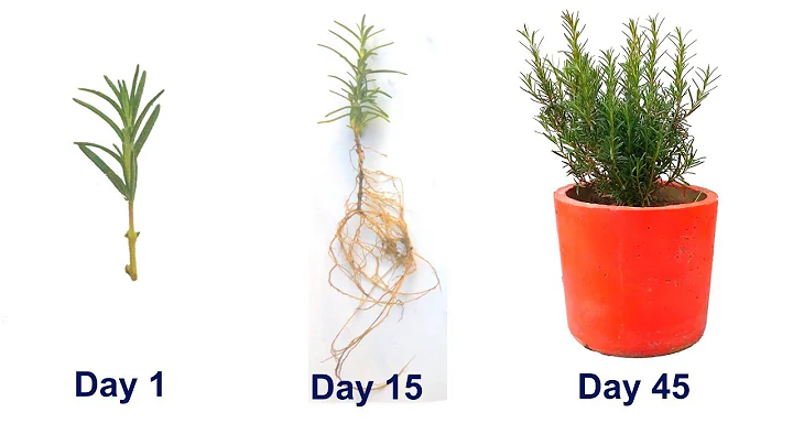 How to grow Rosemary from cuttings