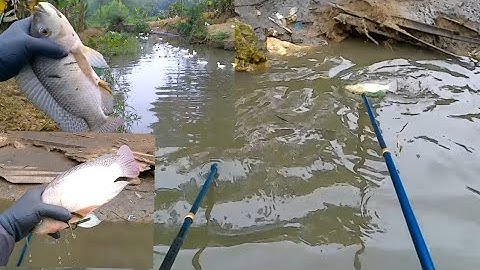 kích cá.dùng máy Tosiba V5.kích cái rãnh nước nhỏ mà quá trời rô phi luôn.LH 0988.557.300