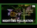 Nighttime Pollination mp3
