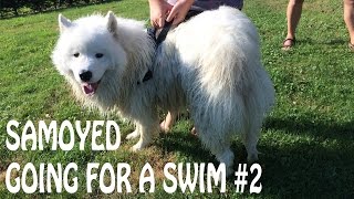 Samoyed Goes For A Swim #2