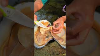 Girl Discovers Mutated Giant River Clams In The Wild💎💎