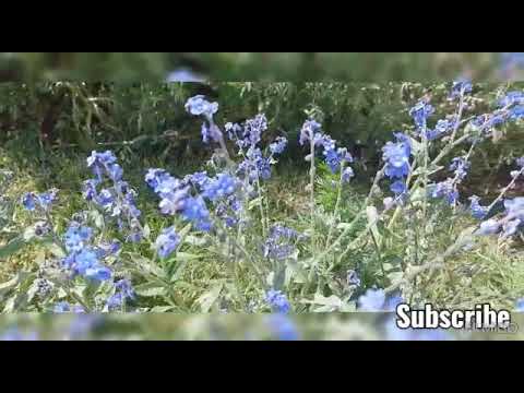 Cynoglossum amabile or Chinese forget me not