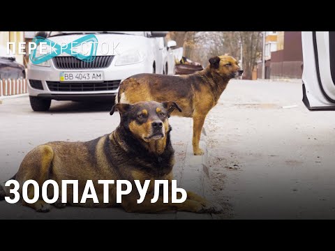 Спасение беспризорных животных | ПЕРЕКРЁСТОК