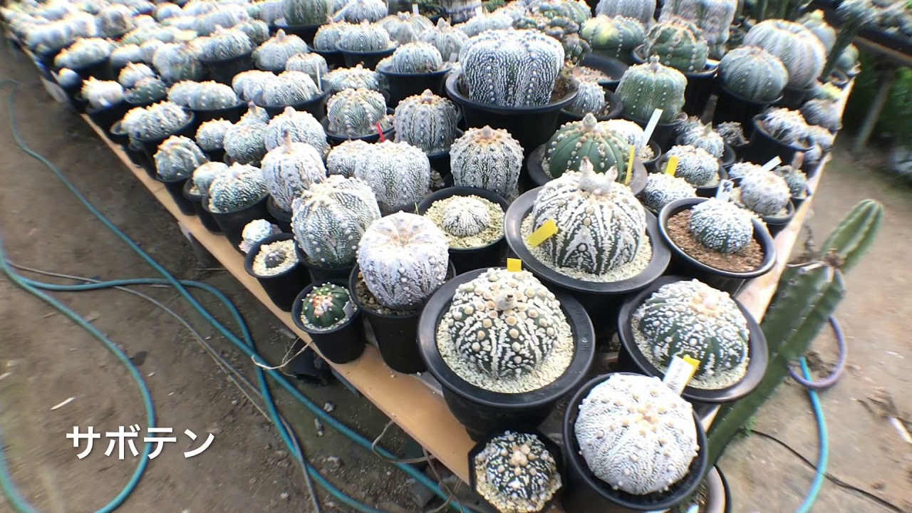 グランカクタス