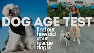 DOG DNA AGE TEST!? | Revealing how old Bon Bon is with EmbarkVet Test