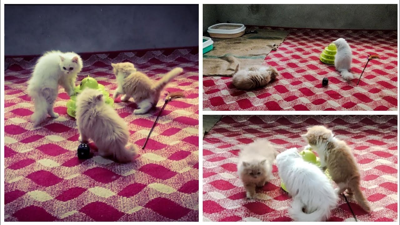 Watch This Adorable Kitten's Playtime😍 You won't Believe What Happens Watch This Adorable Kitten's Playtime😍 You won't Believe What Happens