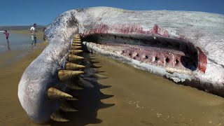 10 Craziest Things Found On The Beach!