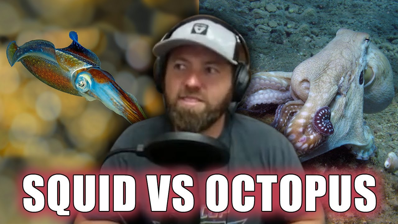 Who Wins? Squid vs Octopus - YouTube