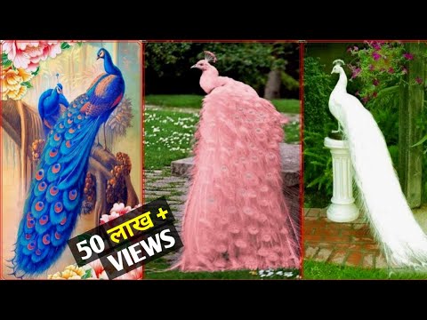 मोर की 12 ऐसी प्रजातियां जिन्हें देखने के लिए नसीब लगता है || Top 12 Beautiful Peacock In The World.