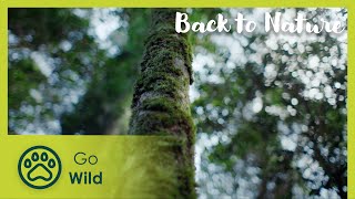 The Green Cauldron | Back to Nature 101 | Go Wild