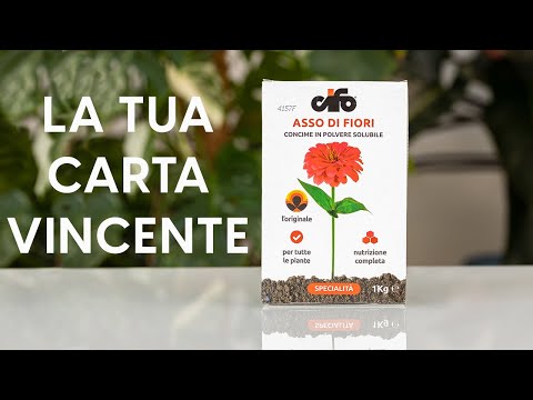 Video: Fiori di agrifoglio marino - Informazioni sulla coltivazione di piante di Eryngium