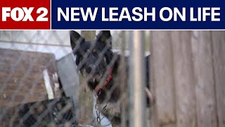Metro Detroit woman gives abandoned dogs a new leash on life