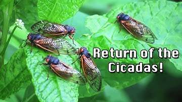 Cicadas are Back! | Explainer TV