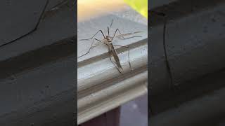 Do you know the Giant Crane Fly in Texas?