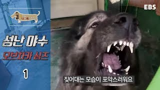 세상에 나쁜 개는 없다  성난 야수 오브차카 싱츠_#001