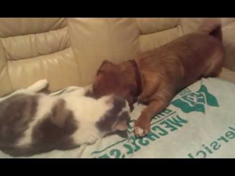 Katze Putzt Hund Youtube