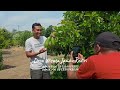 AGAR BUAH BISA JUMBO                   #alpukatmajalengka #alpukatjabar #alpukatsab034 #alpukatsuper