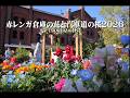 20260403赤レンガ倉庫の花と汽車道の桜2026【４Ｋ】