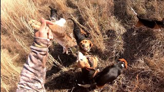 Virginia Rabbit Hunting 2024!! 13 up 9 down!! Multiple Kill Shots!!