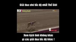 Giải đua chó khắc nghiệt nhất thế giới 😂😂 | BLV Hoàng Quân