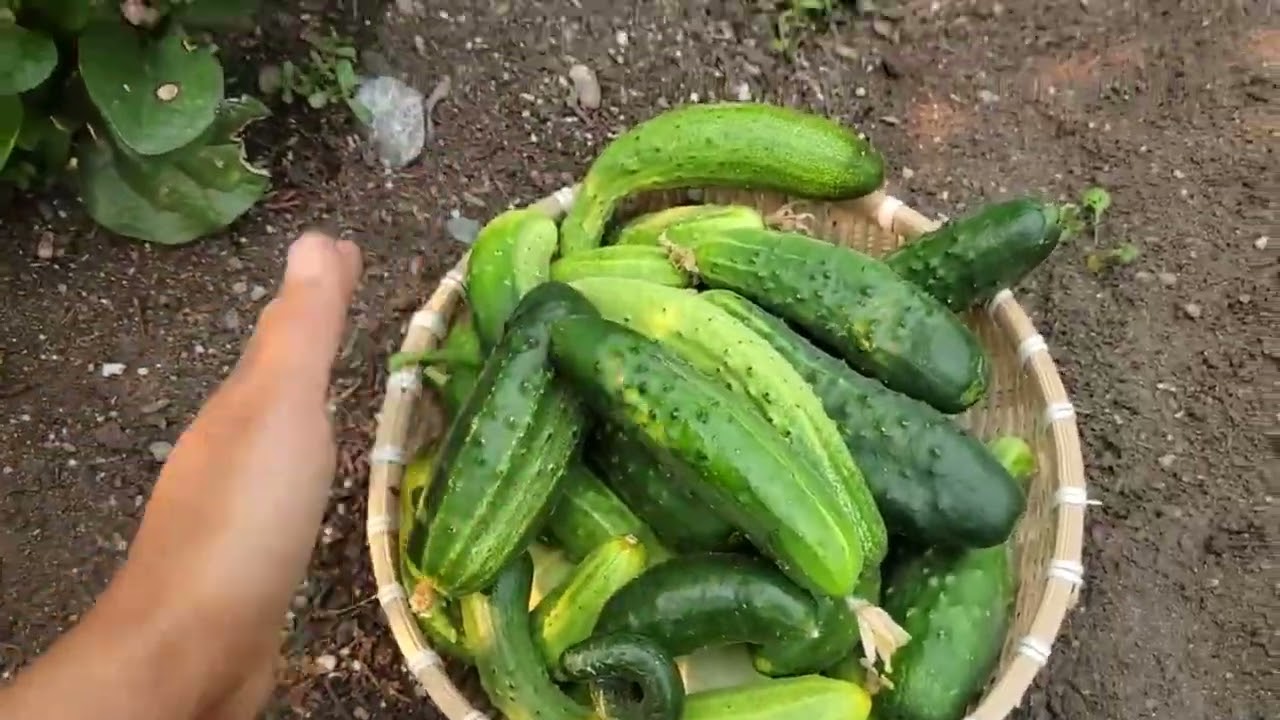 full video 5 ngày Thu hoạch rau củ vườn nhà ,dưa leo, cà chua, cần tây,cải