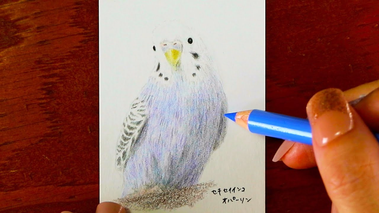 イラスト セキセイインコ オパーリン を描いていく コンパニオンバード Youtube