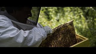 360 Video: The forced zen of beekeeping