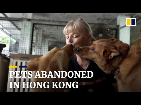 Abandoned pets fill hong kong shelters amid mass emigration of city’s residents