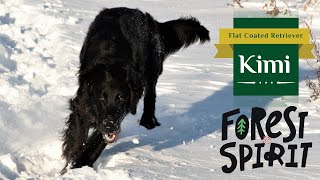 Kimi - Flat Coated Retriever, Day of Exploring new Forest! by Tomas Kypena 2,006 views 2 years ago 3 minutes, 19 seconds