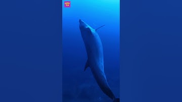 CÙNG BÉ KHÁM PHÁ VỀ LOÀI CÁ HEO  #rubytv #caheo #sinhvatbien