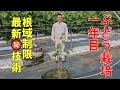根域制限栽培、ぶどうの育て方。今年植付けたブドウを一文字仕立てにして、上手に栽培する方法について解説【一年目樹の育て方③2023年】　シャインマスカット・ナガノパープル他も同じように仕立てられる！