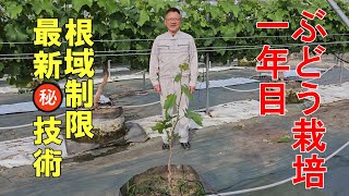 根域制限栽培、ぶどうの育て方。今年植付けたブドウを一文字仕立てにして、上手に栽培する方法について解説【一年目樹の育て方③2023年】　シャインマスカット・ナガノパープル他も同じように仕立てられる！